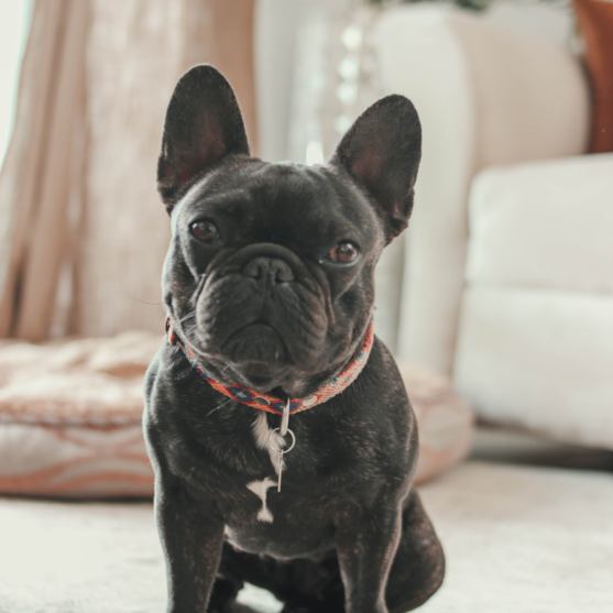 French Bulldog Puppies For Sale - Lone Star Pups